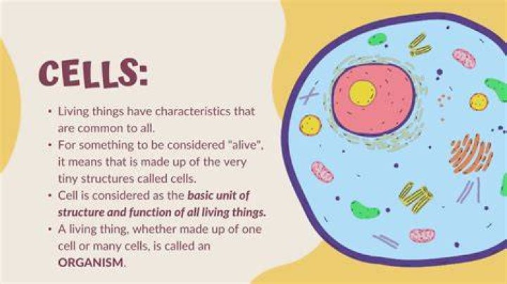 Are cells considered alive?