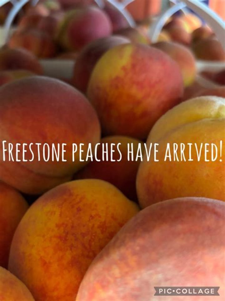 Are freestone peaches in season?