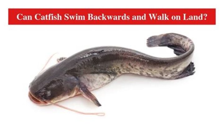 Can a catfish walk on land?