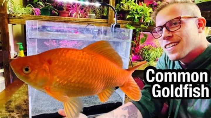 Can goldfish live without filters?