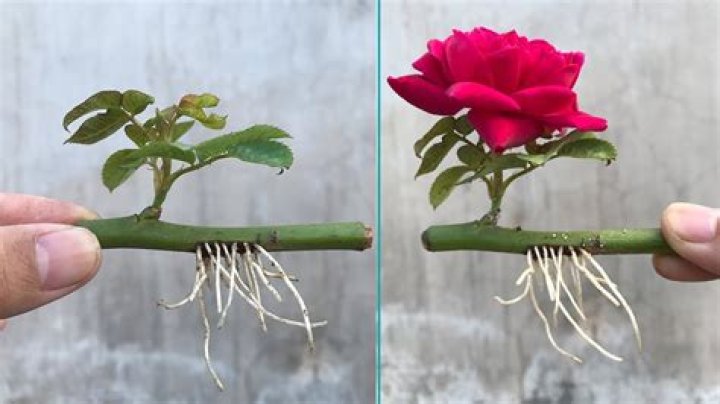 Do rose cuttings need sunlight?