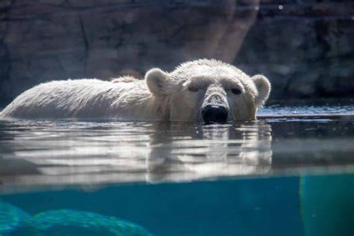 Does the LA Zoo have beer?