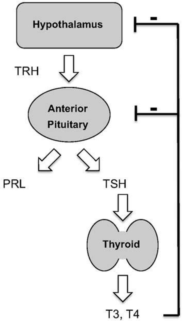 Does TSH stimulate prolactin?