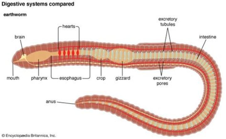 How do earthworms digest food?