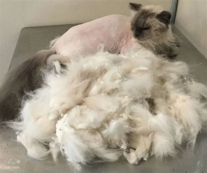 How do I shave my cats matted fur?