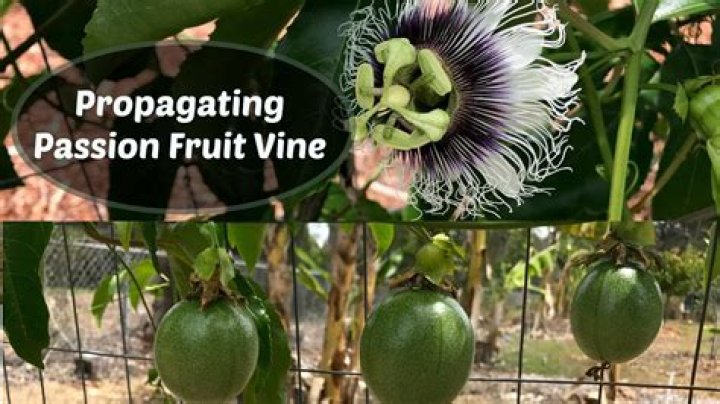 How do you graft passionfruit?