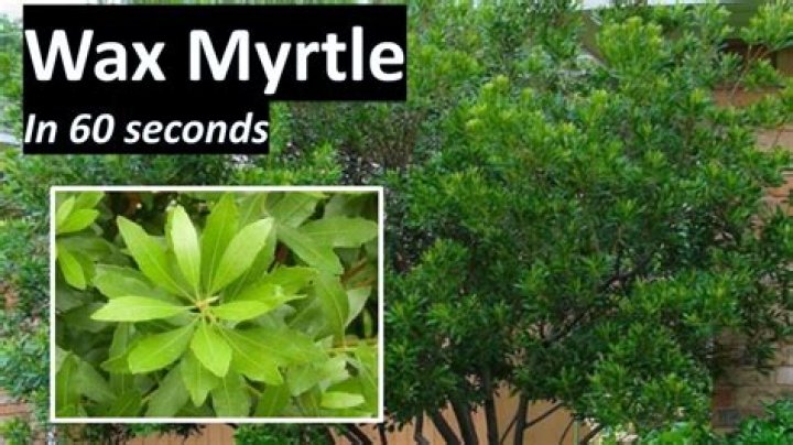 How do you grow a wax myrtle from seed?