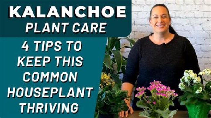 How do you take care of Kalanchoe?