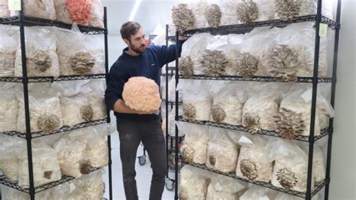 How much land is required for mushroom farming?
