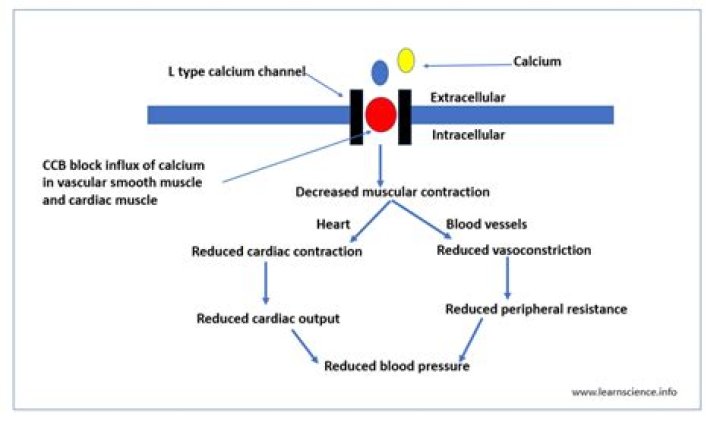 Is diltiazem a calcium channel blocker?