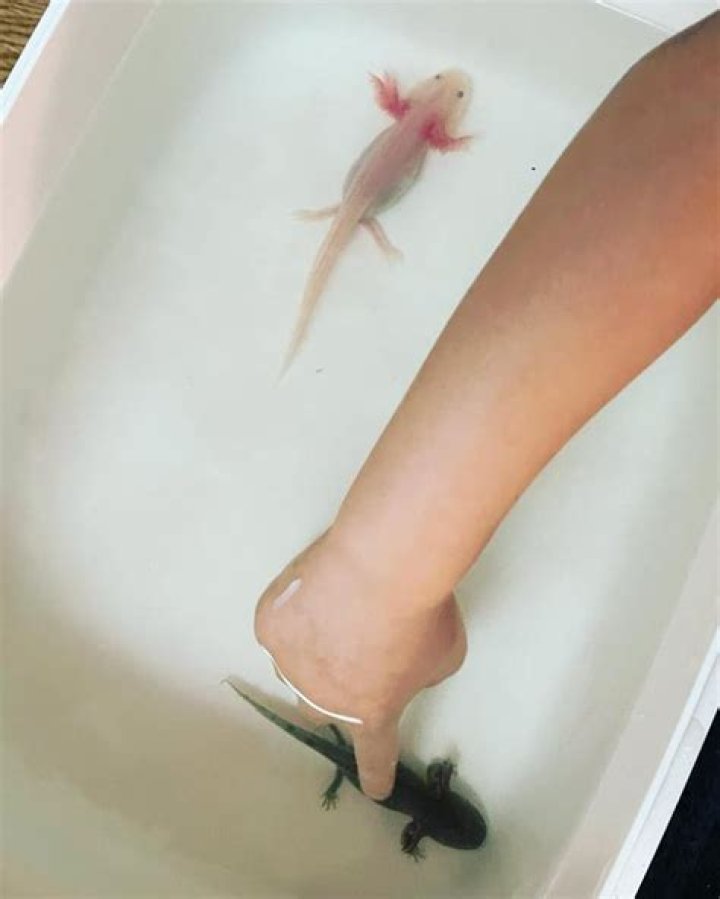 Is it OK to touch Axolotl?