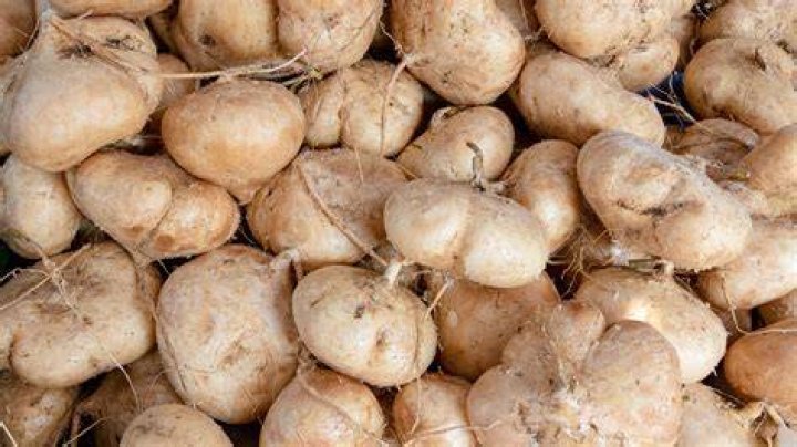 Is jicama part of the potato family?