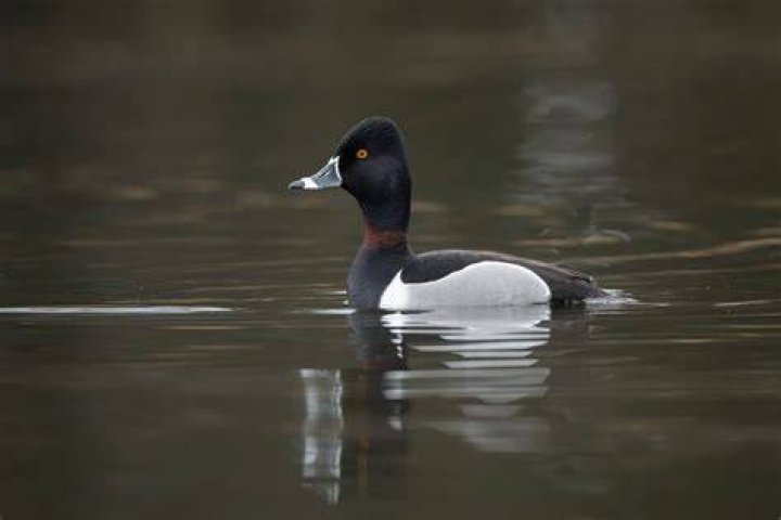 What's a wild duck called?