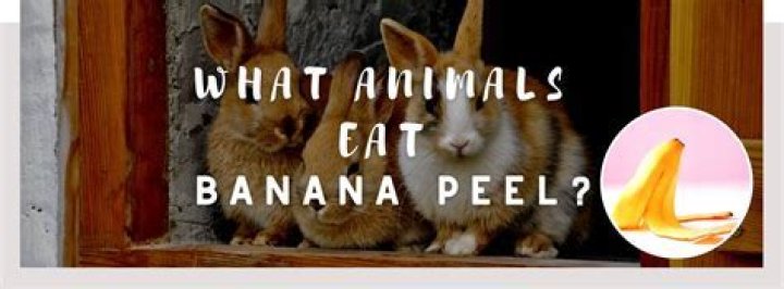 What animal eats banana?