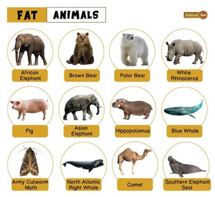 What animal has the second thickest fur?