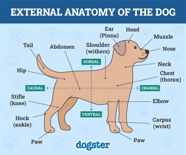 What are the body parts of a dog?