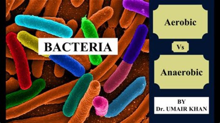 What does aerobic bacteria mean?