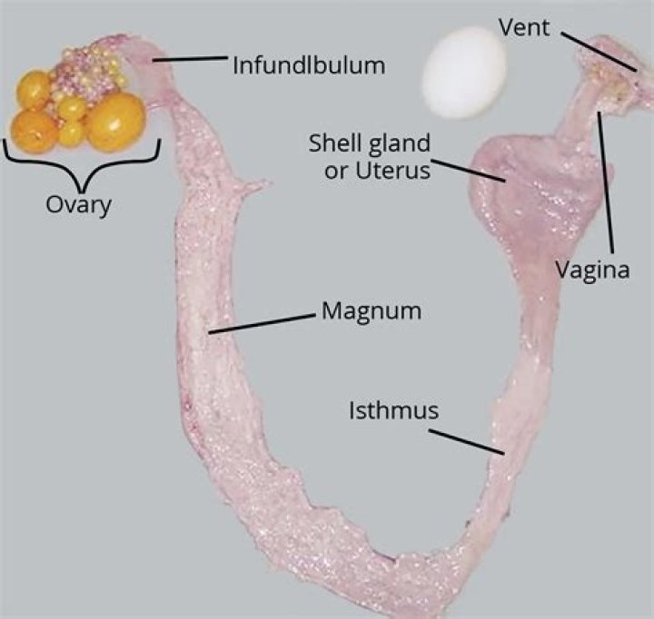 What happened in the oviduct?