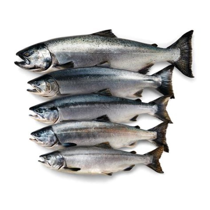 What is a jack salmon fish?