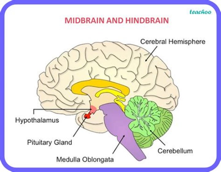 What is midbrain in psychology?