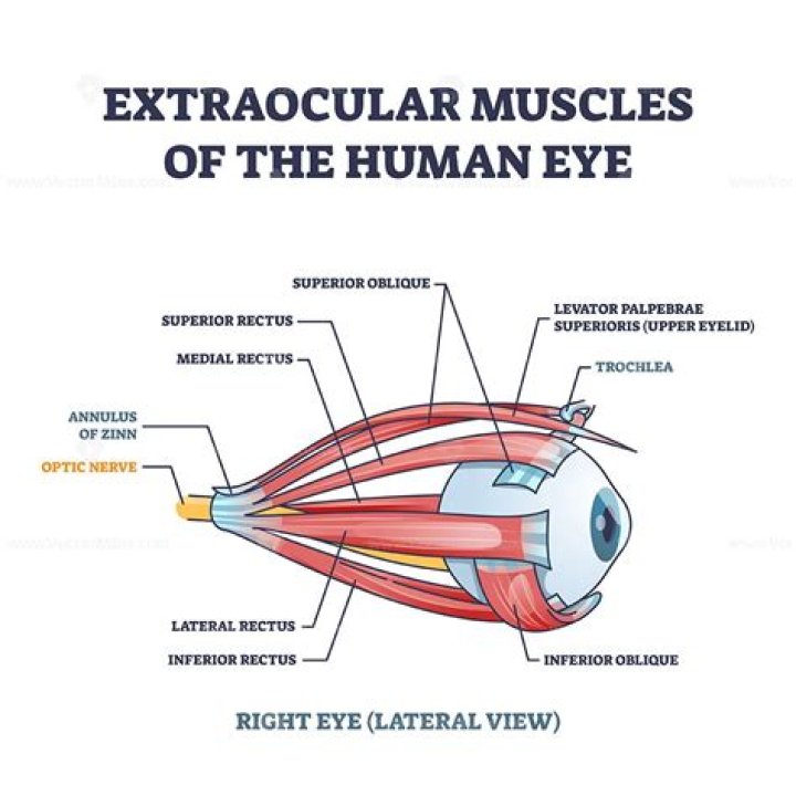 What is the muscle between the eyes?