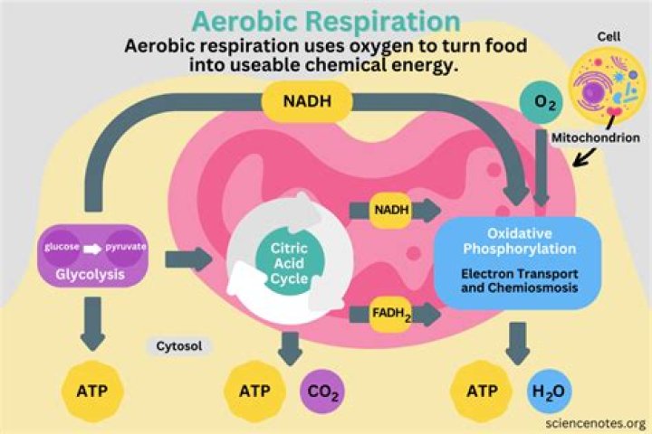 What is the role of NADH h in aerobic respiration?