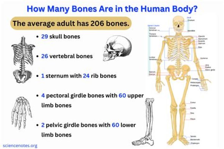 What is the second largest bone in your body?