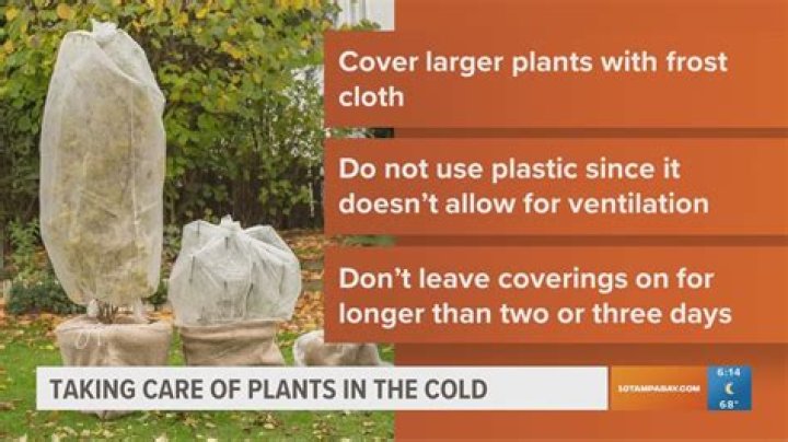 What to use to cover plants in freezing weather?