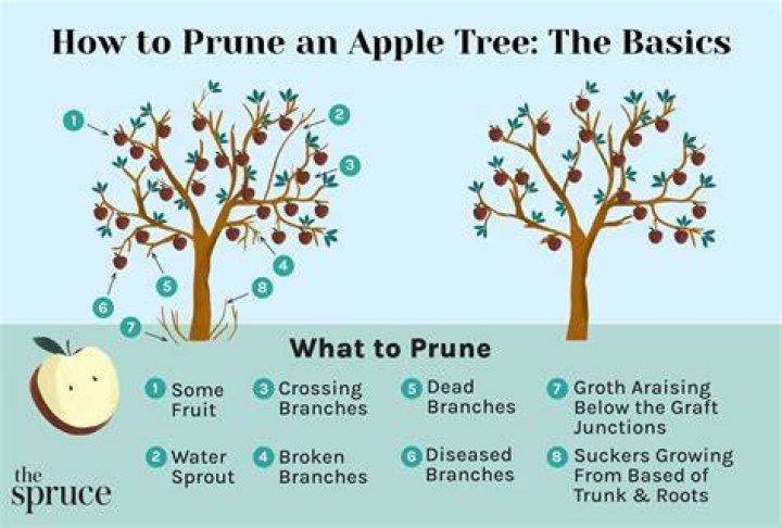 When should I prune my small apple tree?
