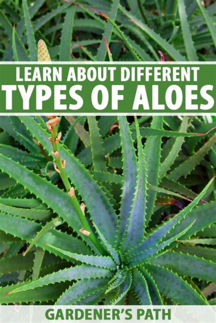 Which species of aloe vera plant is medicinal?