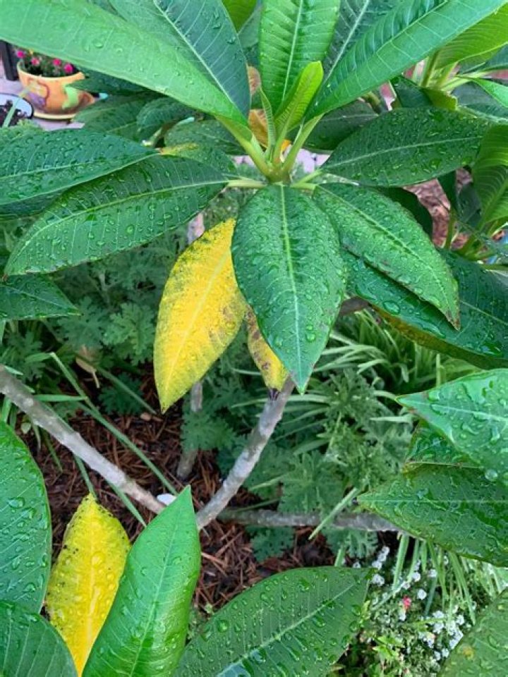Why are the leaves on my plumeria turning yellow?
